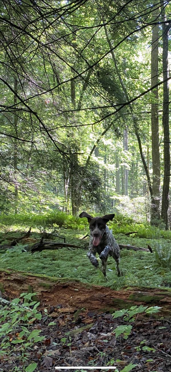 /images/uploads/southeast german shorthaired pointer rescue/segspcalendarcontest2021/entries/21725thumb.jpg